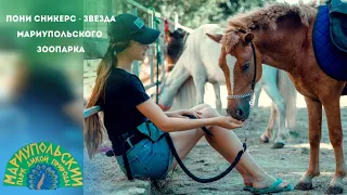 🐴ПОНИ СНИКЕРС-ЗВЕЗДА МАРИУПОЛЬСКОГО ЗООПАРКА