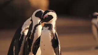 Penguins and relaxation music