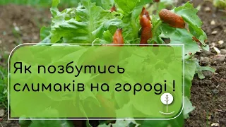 Шкода слимаків та равликів на врожай. Як боротись зі  слимаками та равликами на городі?