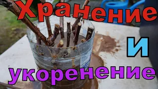 Виноград . Необычное хранение и укоренение .