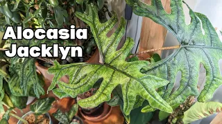 ALOCASIA JACKLYN how to keep it thriving!