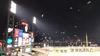 San Francisco:  Seagulls at AT&T Park San Francisco in slow motion