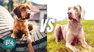Vizsla vs. Weimaraner | Which Dog is Better for you?