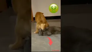 dog farting on cat's face 🤢#shorts #viral #dogs #funny #cats