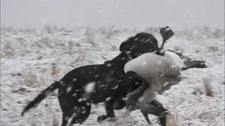 Goose Hunting in SNOW STORM 2019