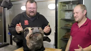 Extreme food  Cow's head meat with vegetables, food for real men