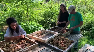 Hazel Harvest - From Picking to Curing