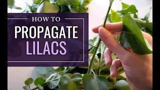 How to Prepare Lilac Plant Cuttings to Root