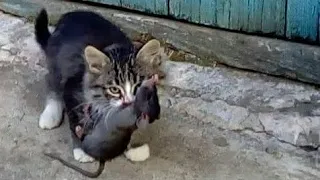 Pied Piper kitten catches a rat . Instant reaction of a kitten.