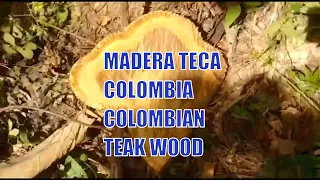 Madera Teca  Colombia 🇨🇴 / Colombian Teak Wood