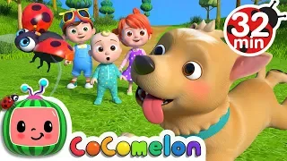 Where Has My Little Dog Gone? + More Nursery Rhymes & Kids Songs - CoComelon