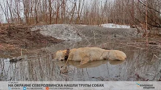 На окраине Северодвинска нашли трупы собак // СЕВЕРНАЯ НЕДЕЛЯ VDVSN.RU