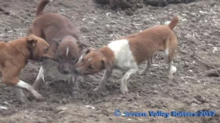 Severn Valley Ratters| New Years Eve At The Chicken Farm| 150 Rats Killed|Dogs Kilingl Rats