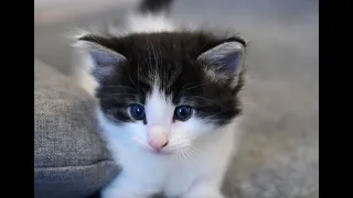 NORWEGIAN FOREST KITTEN | Kitten Playtime