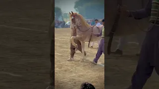 Ghora Dance in village Pakistan | Horse Dance on Dhol beat🔥🔥