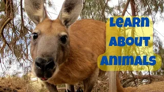 Kangaroo || Fun learning about animals | Storytelling | Fun Facts