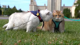 Hosico and Apollo