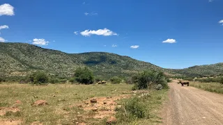 Pilanesberg National Park, Manyane Resort