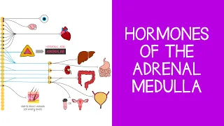 5.7 Endocrine: Hormones of the Adrenal Medulla