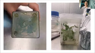 Метод микроклонального размножения растений