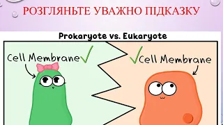 СТРУКТУРА ЕУКАРІОТИЧНОЇ КЛІТИНИ: КЛІТИННА МЕМБРАНА