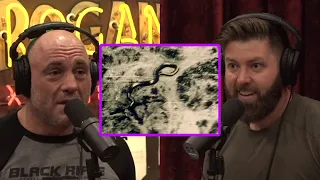 Joe Rogan & Forrest Galante: Discuss GIANT Anacondas!?!