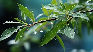 Relaxing Rain Sounds, Fall Asleep Faster, Beat Insomnia, Sleep Music, Relaxation Sounds