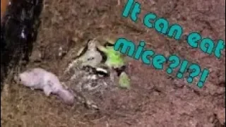 Feeding my Pac-Man frog Mice!