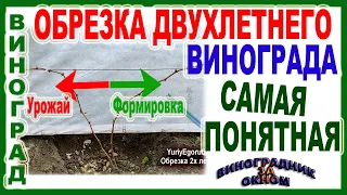 🍇 Ясно и понятно. Обрезка двухлетнего  куста винограда. Проще пареной репы! Три варианта обрезки.