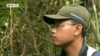 Forest Conservation in Indonesia | Global Ideas