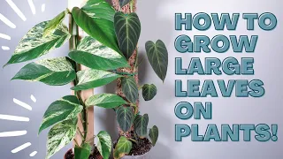 grow LARGER LEAVES with wood planks and moss poles