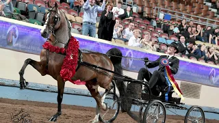 Dressed Up GCH - World Champion Morgan Stallion