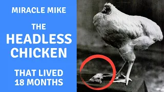 Miracle Mike The Headless Chicken that Lived 18 Months from 1945 to 1947