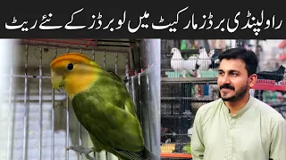 Fancy Pigeon , Fancy Hens , love birds and Java birds leatest birds update | Birds Market Rawalpindi