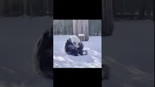 Big goofy panda rolling around in the snow finds a surprise! #trending #shorts