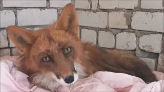 The Best News of the Season: Alf the Fox without bandage