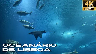 Visiting Oceanário de Lisboa | Lisbon Walking Tour of Huge & Stunning Aquarium 🐠🦈🐟 Feb 2023 [4K]