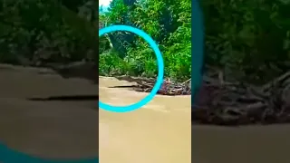 Penampakan Ular Terbesar di Sungai Kalimantan🐍😱😱❓