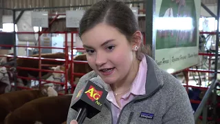 Mini Herefords a unique item at Ohio Beef Expo