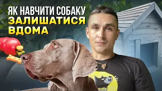 Як навчити собаку залишатися вдома