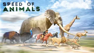 SPEED COMPARISON 3D : Animals 🦌