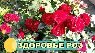 🌹🌹СЕЗОННАЯ ЗАЩИТА РОЗ ОТ БОЛЕЗНЕЙ И ВРЕДИТЕЛЕЙ. СПРАШИВАЕТЕ - ОТВЕЧАЮ