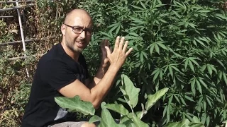 CULTIVO de MARIHUANA de EXTERIOR en HUERTA ECOLÓGICA con PLAGA de ARAÑA ROJA y OIDIO. Al Natural 48