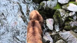 Brown bear and cubs eating salmon Anan Creek Alaska 2013