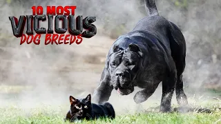 The 10 Most "Vicious" Dog Breeds