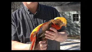 A Little about the Golden Pheasant