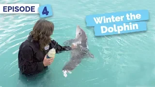 Winter Loses Her Tail - Winter the Dolphin: Saving Winter - Episode 4