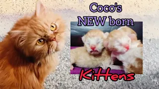 Coco's new born Kittens Day 1 Coco ne diye kittens 😺