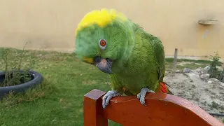 Loro enamorado