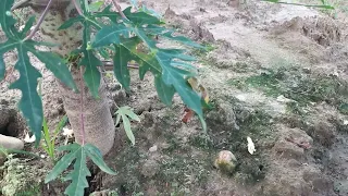 Como nutrir adecuadamente el cultivo de papaya.